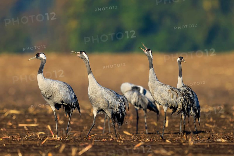 Group of cranes in an open field, some with open beaks, crane (Grus grus) wildlife, Western Pomerania Lagoon Area National Park, Zingst, Mecklenburg-Western Pomerania, Germany
