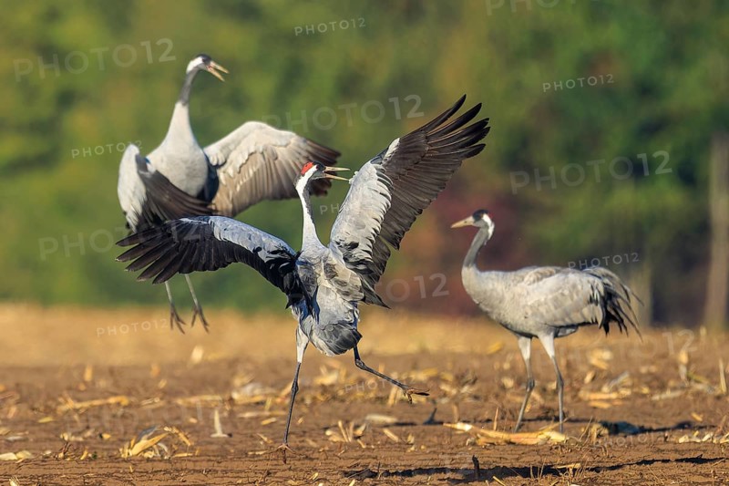 Three cranes that seem to be dancing together, crane (Grus grus) wildlife, Western Pomerania Lagoon Area National Park, Zingst, Mecklenburg-Western Pomerania, Germany