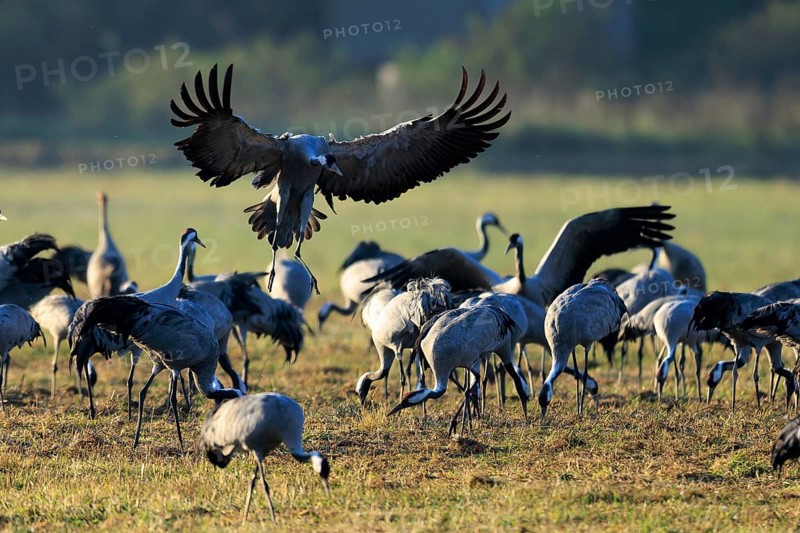 Cranes in an open field. A bird raises its wings in flight, Crane (Grus grus) wildlife, Western Pomerania Lagoon Area National Park, Zingst, Mecklenburg-Western Pomerania, Germany