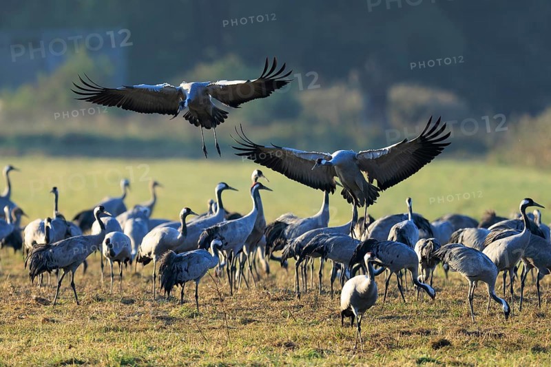 Two cranes fly synchronously over a dense group in a meadow, Crane (Grus grus) wildlife, Western Pomerania Lagoon Area National Park, Zingst, Mecklenburg-Western Pomerania, Germany