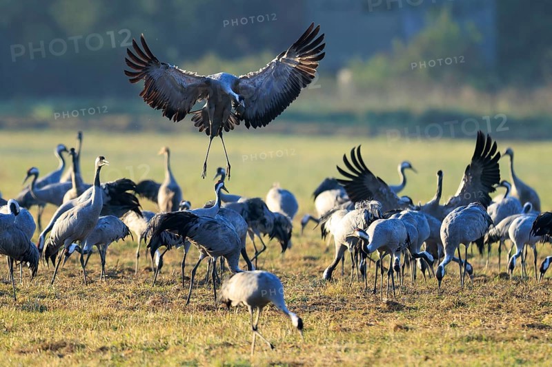 Cranes gather in a field. A bird hovers across the ground, crane (Grus grus) wildlife, Western Pomerania Lagoon Area National Park, Zingst, Mecklenburg-Western Pomerania, Germany