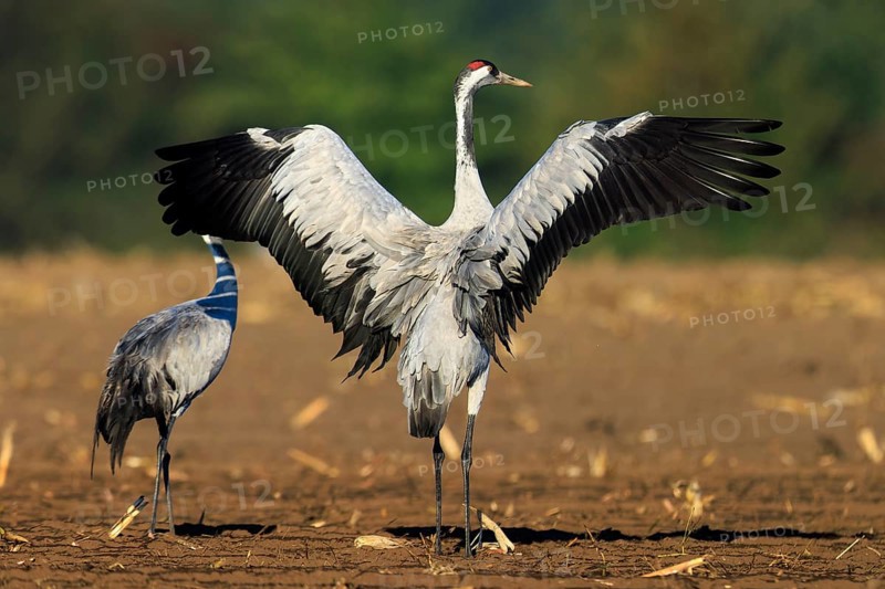 Cranes in a field. One stretches its wings majestically, Crane (Grus grus) wildlife, Western Pomerania Lagoon Area National Park, Zingst, Mecklenburg-Western Pomerania, Germany