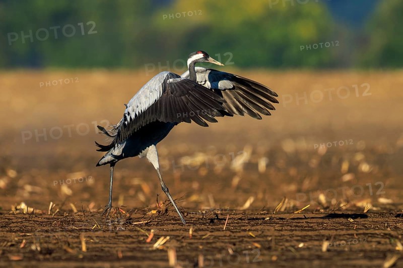 Single crane spreading its wings in a field, earthy background, crane (Grus grus) wildlife, Western Pomerania Lagoon Area National Park, Zingst, Mecklenburg-Western Pomerania, Germany