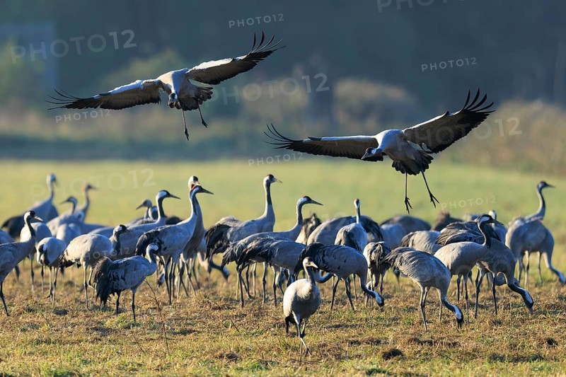 Two cranes fly over a large group on a lush green meadow, Crane (Grus grus) wildlife, Western Pomerania Lagoon Area National Park, Zingst, Mecklenburg-Western Pomerania, Germany
