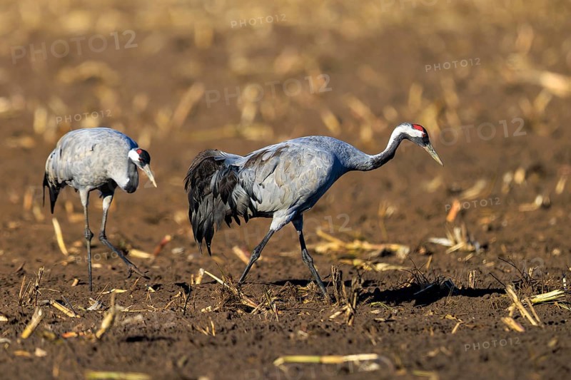 Two cranes walk side by side in a field, crane (Grus grus) wildlife, Western Pomerania Lagoon Area National Park, Zingst, Mecklenburg-Western Pomerania, Germany