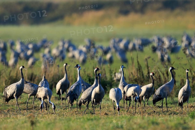 Group of cranes standing on a green field surrounded by nature, crane (Grus grus) wildlife, Western Pomerania Lagoon Area National Park, Zingst, Mecklenburg-Western Pomerania, Germany