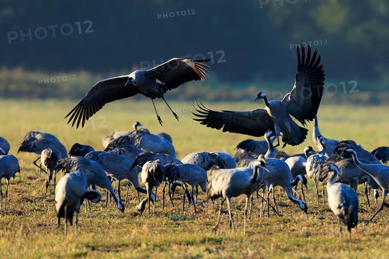 Large swarm of cranes in a field, two flying with wide wings, crane (Grus grus) wildlife, Western Pomerania Lagoon Area National Park, Zingst, Mecklenburg-Western Pomerania, Germany