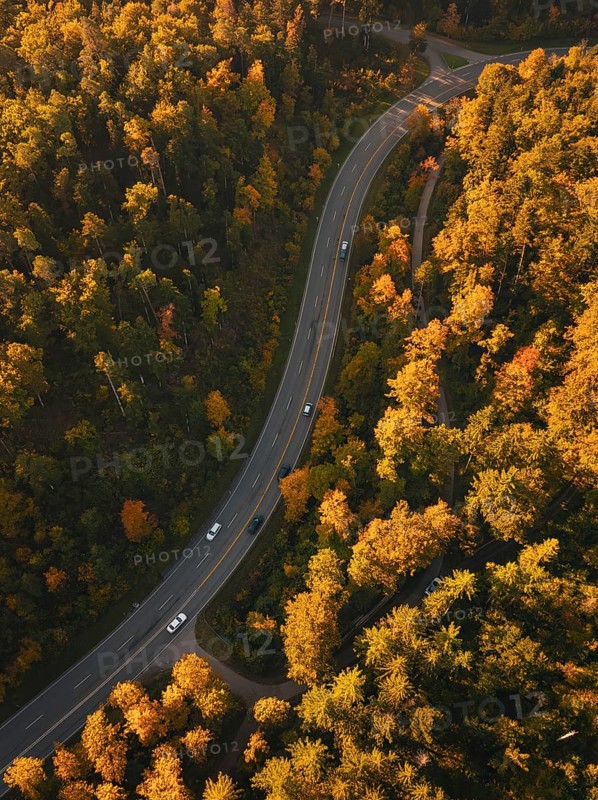 A winding road crosses an autumnal forest, some vehicles are on the way, Nagold, Black Forest, Germany