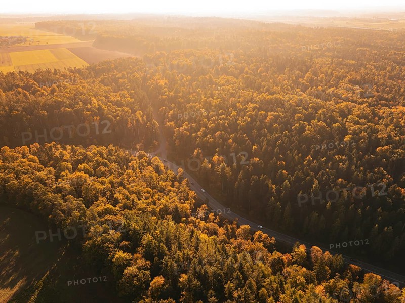 A forest in autumn colors with sunlight illuminating the trees. A road snakes through it, Nagold, Black Forest, Germany