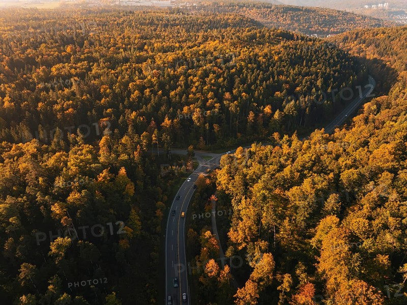 A forest with a winding road surrounded by autumn-colored trees in daylight, Nagold, Black Forest, Germany