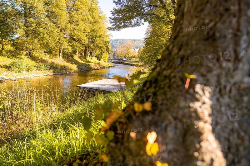 Close-up view of a tree on the riverbank with autumnal foliage and footbridge, Nagold, Black Forest, Germany