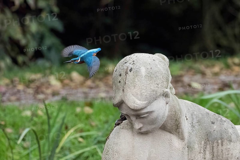 Departure of a kingfisher (Alcedo atthis) from the head of a stone statue in a park, Hesse, Germany