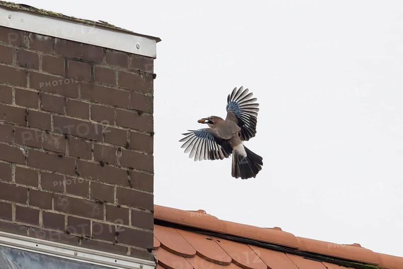 A jay (Garrulus glandarius) with an acorn in its beak flies near a chimney over a tiled roof in an urban area, Hesse, Germany