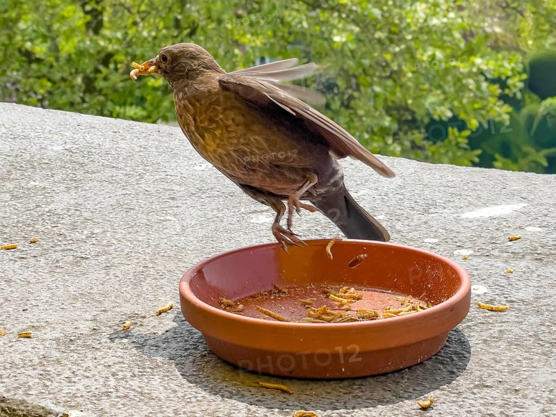 Female specimen animal blackbird (Turdus merula) Black thrush has several mealworms in its beak flies away from food bowl, Germany