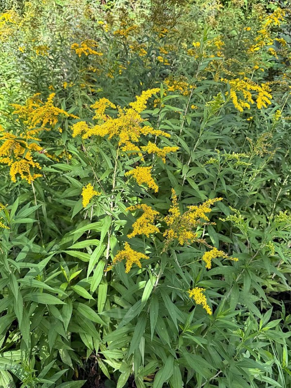 Wild Canadian goldenrod (Solidago canadensis) neophyte, Germany