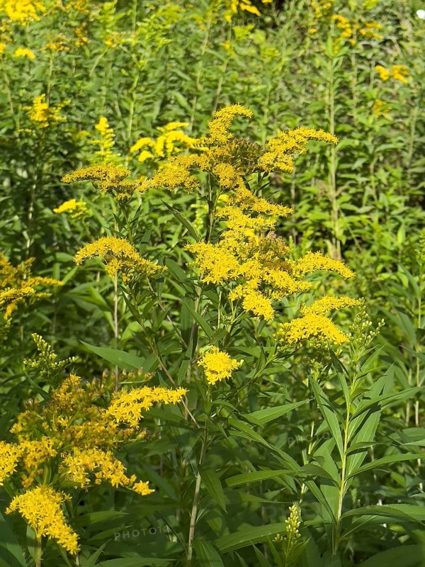 Wild Canadian goldenrod (Solidago canadensis) neophyte, Germany