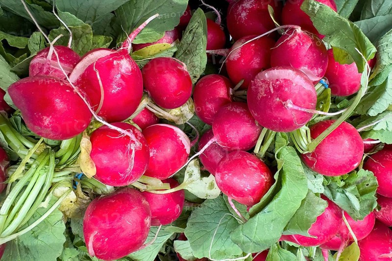 Garden radish (Raphanus sativus) picked radishes vegetarian raw diet vegan healthy diet food, international