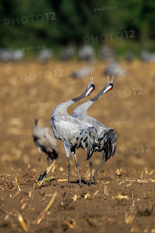 A pair of cranes standing synchronously in a dry field, crane (Grus grus) wildlife, Western Pomerania Lagoon Area National Park, Zingst, Mecklenburg-Western Pomerania, Germany