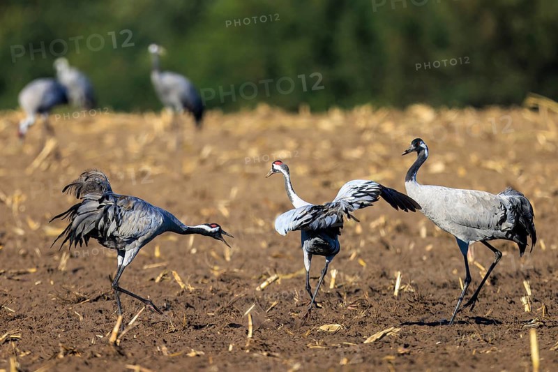 Three cranes interact playfully on a leveled field, crane (Grus grus) wildlife, Western Pomerania Lagoon Area National Park, Zingst, Mecklenburg-Western Pomerania, Germany