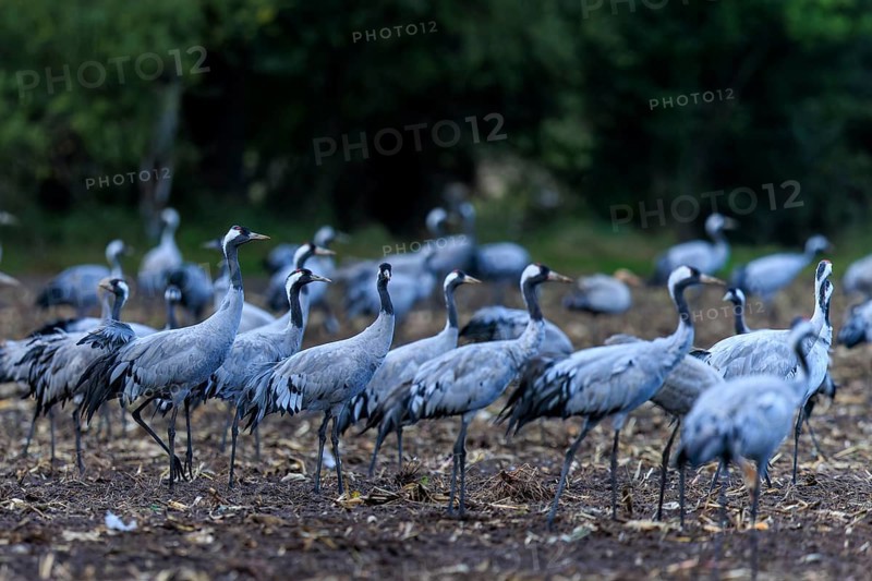 Several cranes gather in an autumnal field in front of a forest, Crane (Grus grus) wildlife, Western Pomerania Lagoon Area National Park, Zingst, Mecklenburg-Western Pomerania, Germany