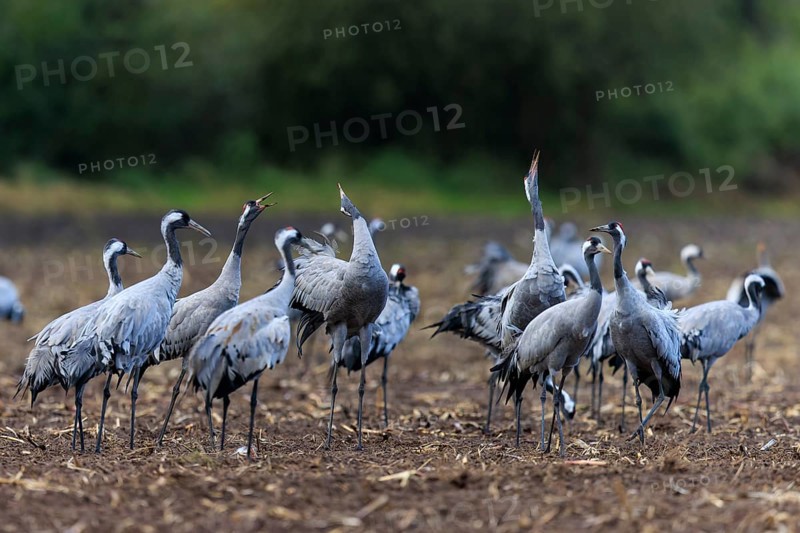 Group of cranes in a field interacting with each other, crane (Grus grus) wildlife, Western Pomerania Lagoon Area National Park, Zingst, Mecklenburg-Western Pomerania, Germany