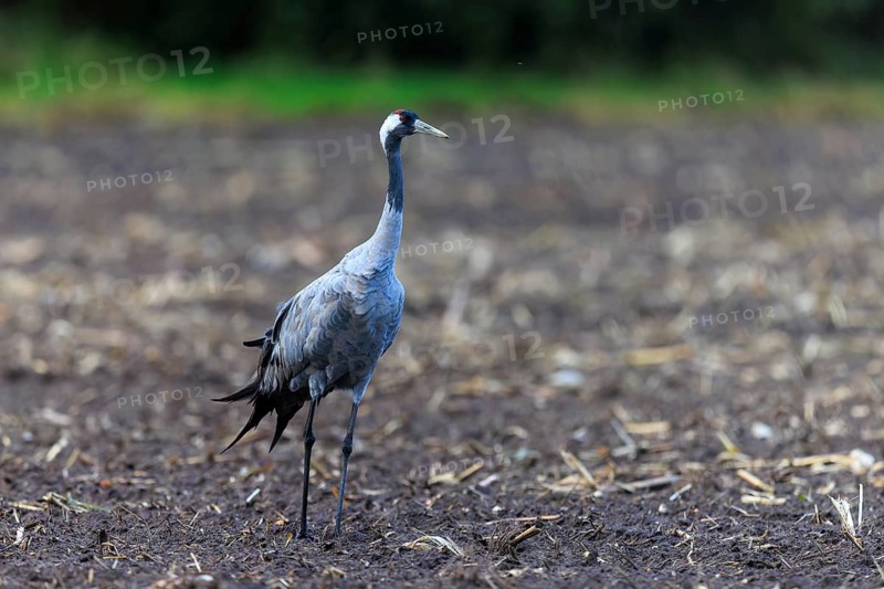 Single crane on a wide, open brown field, crane (Grus grus) wildlife, Western Pomerania Lagoon Area National Park, Zingst, Mecklenburg-Western Pomerania, Germany