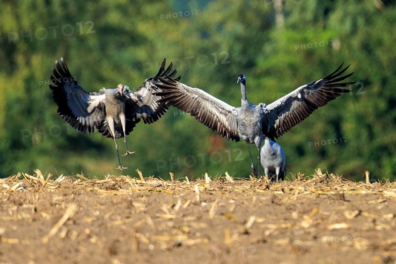 Cranes with spread wings in a field, green background, crane (Grus grus) wildlife, Western Pomerania Lagoon Area National Park, Zingst, Mecklenburg-Western Pomerania, Germany