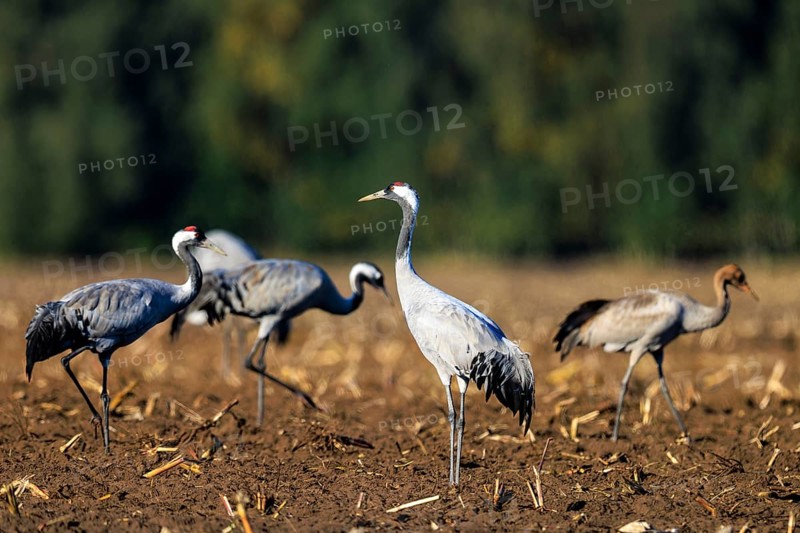 Cranes standing in the sun on a brown field with green background, Crane (Grus grus) wildlife, Western Pomerania Lagoon Area National Park, Zingst, Mecklenburg-Western Pomerania, Germany