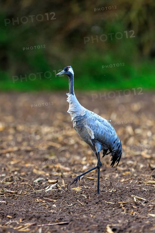 Single crane on a brown field, green background, crane (Grus grus) wildlife, Western Pomerania Lagoon Area National Park, Zingst, Mecklenburg-Western Pomerania, Germany