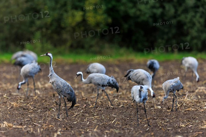 Group of cranes on a brown field against a green background, crane (Grus grus) wildlife, Western Pomerania Lagoon Area National Park, Zingst, Mecklenburg-Western Pomerania, Germany