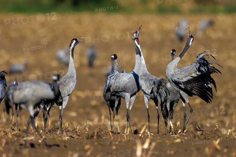 Several cranes stand and communicate in a field, crane (Grus grus) wildlife, Western Pomerania Lagoon Area National Park, Zingst, Mecklenburg-Western Pomerania, Germany