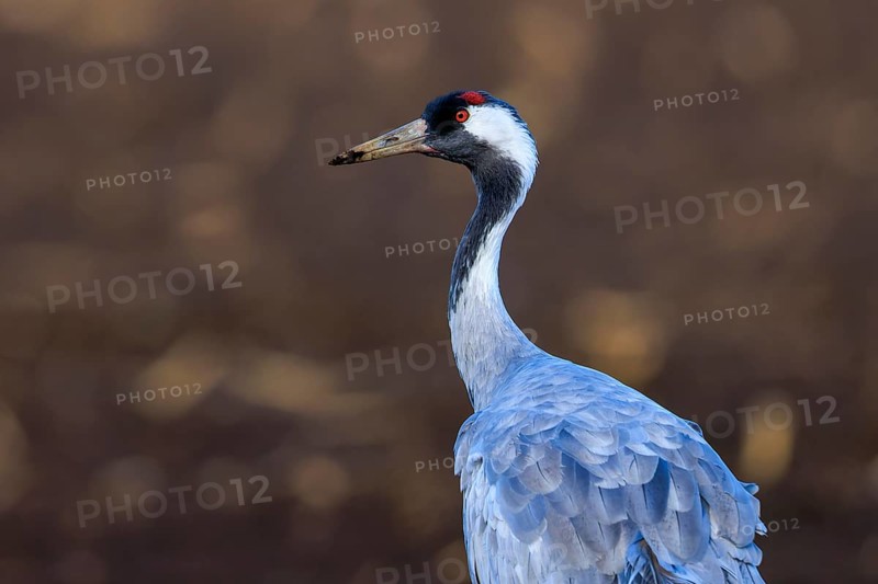 Close-up of a crane with a distinctive red head against a brown background, crane (Grus grus) wildlife, Western Pomerania Lagoon Landscape National Park, Zingst, Mecklenburg-Western Pomerania, Germany