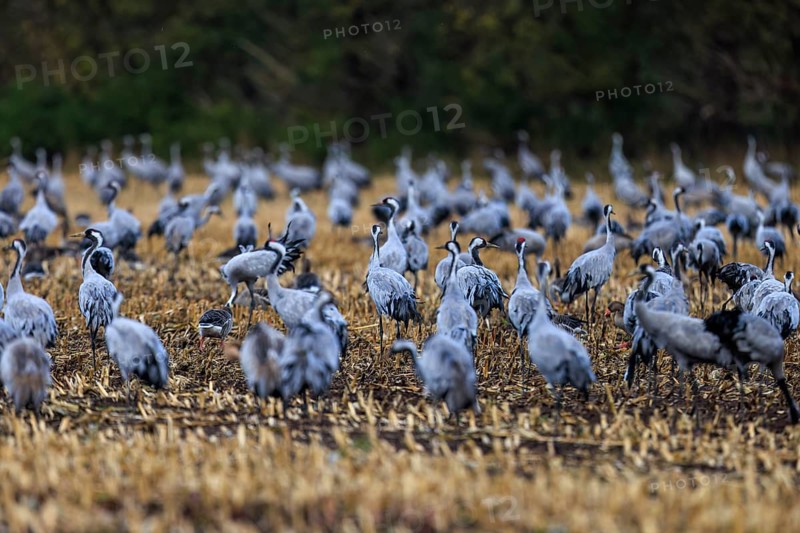 A swarm of cranes gathers in a field, Crane (Grus grus) wildlife, Western Pomerania Lagoon Area National Park, Zingst, Mecklenburg-Western Pomerania, Germany