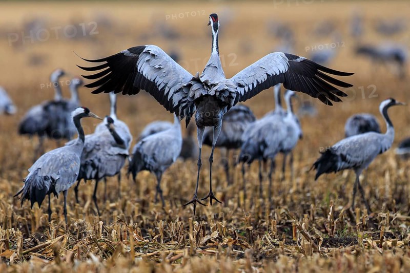 Crane returns to a field while others stand in the background, Common Crane (Grus grus) wildlife, Western Pomerania Lagoon Area National Park, Zingst, Mecklenburg-Western Pomerania, Germany
