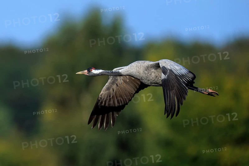 A crane flies sideways against a wooded background, crane (Grus grus) wildlife, Western Pomerania Lagoon Area National Park, Zingst, Mecklenburg-Western Pomerania, Germany