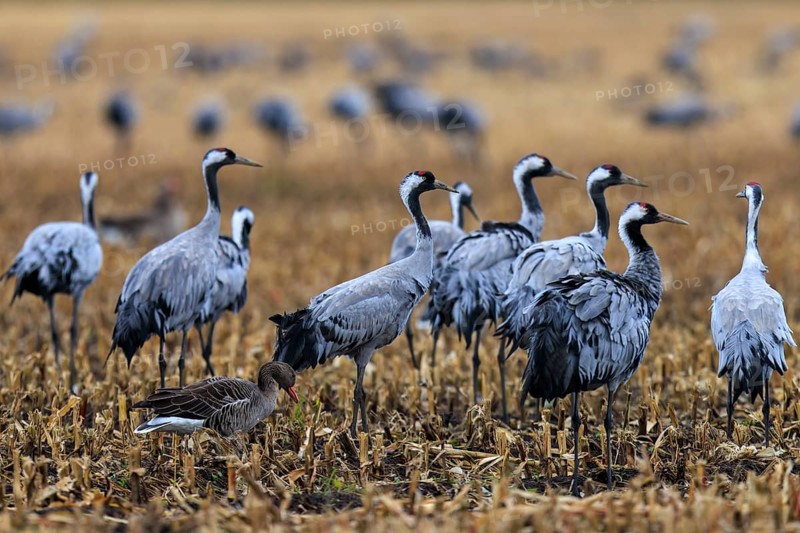 Group of cranes and a goose in a harvested field, crane (Grus grus) wildlife, Western Pomerania Lagoon Area National Park, Zingst, Mecklenburg-Western Pomerania, Germany