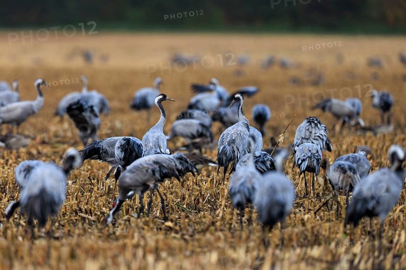 Dense group of cranes on a stubble field, standing close together, crane (Grus grus) wildlife, Western Pomerania Lagoon Area National Park, Zingst, Mecklenburg-Western Pomerania, Germany