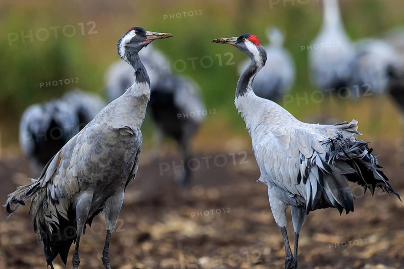 Two cranes stand in a meadow surrounded by other blurred cranes in the background, crane (Grus grus) wildlife, Western Pomerania Lagoon Area National Park, Zingst, Mecklenburg-Western Pomerania, Germany