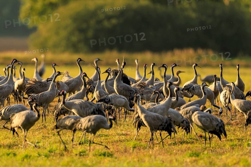 Large group of cranes gathered in a meadow illuminated by warm sunlight, crane (Grus grus) wildlife, Western Pomerania Lagoon Area National Park, Zingst, Mecklenburg-Western Pomerania, Germany