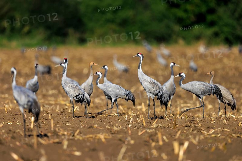A group of cranes stands on a harvested field with green background, crane (Grus grus) wildlife, Western Pomerania Lagoon Area National Park, Zingst, Mecklenburg-Western Pomerania, Germany