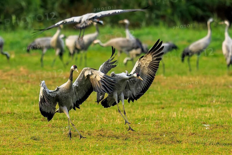 Two cranes dynamically swing their wings on a green field, Crane (Grus grus) wildlife, Western Pomerania Lagoon Area National Park, Zingst, Mecklenburg-Western Pomerania, Germany