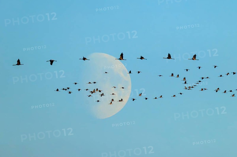 A flock of birds flies elegantly in front of the moon in the morning, Crane (Grus grus) wildlife, Western Pomerania Lagoon Area National Park, Zingst, Mecklenburg-Western Pomerania, Germany
