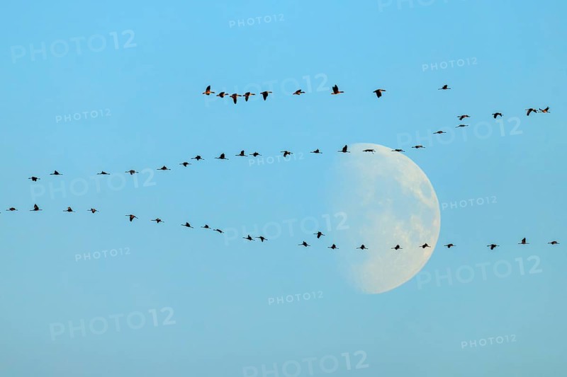 Bird migration in the morning sky with the moon in the background, crane (Grus grus) wildlife, Western Pomerania Lagoon Area National Park, Zingst, Mecklenburg-Western Pomerania, Germany