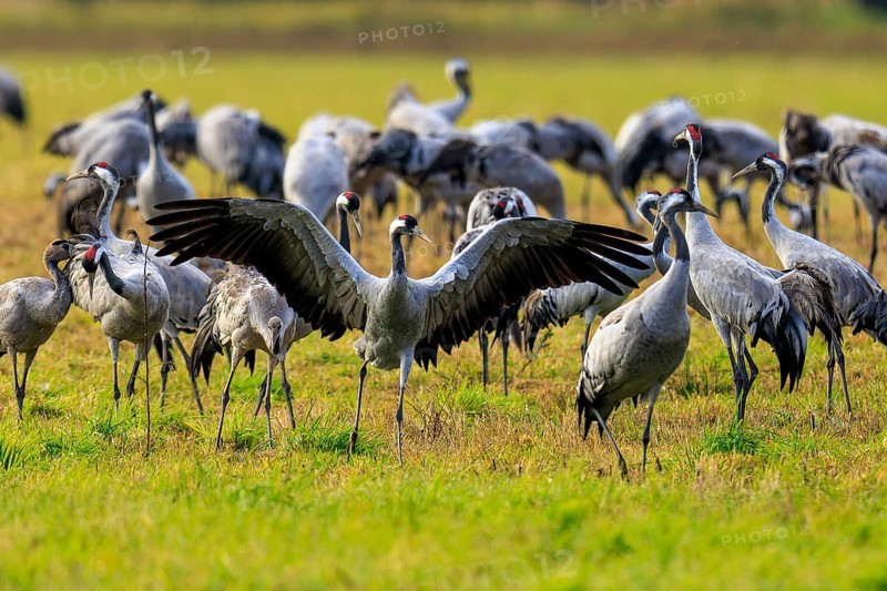 Crane spreading wings surrounded by other cranes in a meadow, Crane (Grus grus) wildlife, Western Pomerania Lagoon Area National Park, Zingst, Mecklenburg-Western Pomerania, Germany