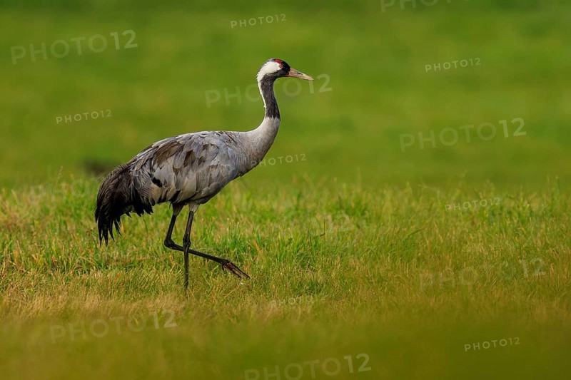 A crane stands in a green field and looks around attentively, crane (Grus grus) wildlife, Western Pomerania Lagoon Area National Park, Zingst, Mecklenburg-Western Pomerania, Germany