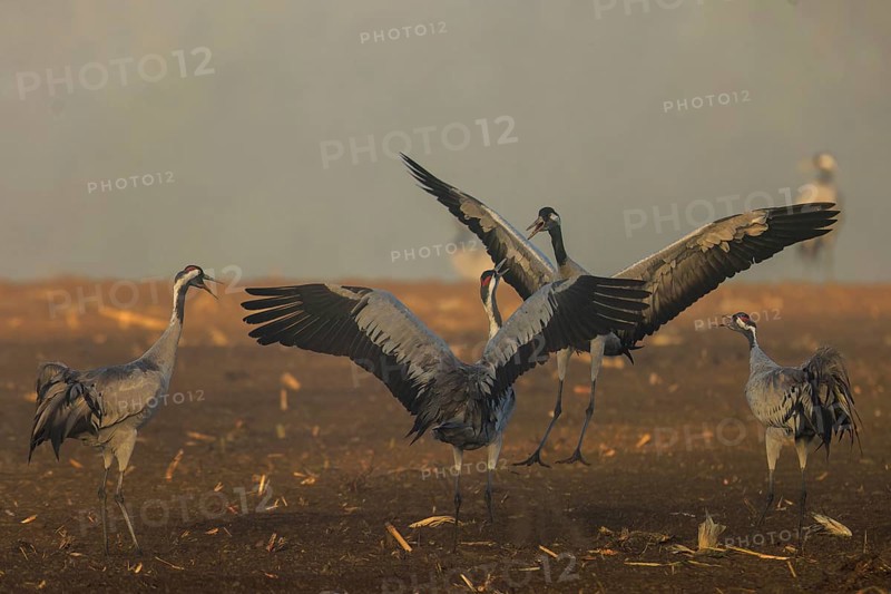 Cranes in a group flap their wings in a field, crane (Grus grus) wildlife, Western Pomerania Lagoon Area National Park, Zingst, Mecklenburg-Western Pomerania, Germany