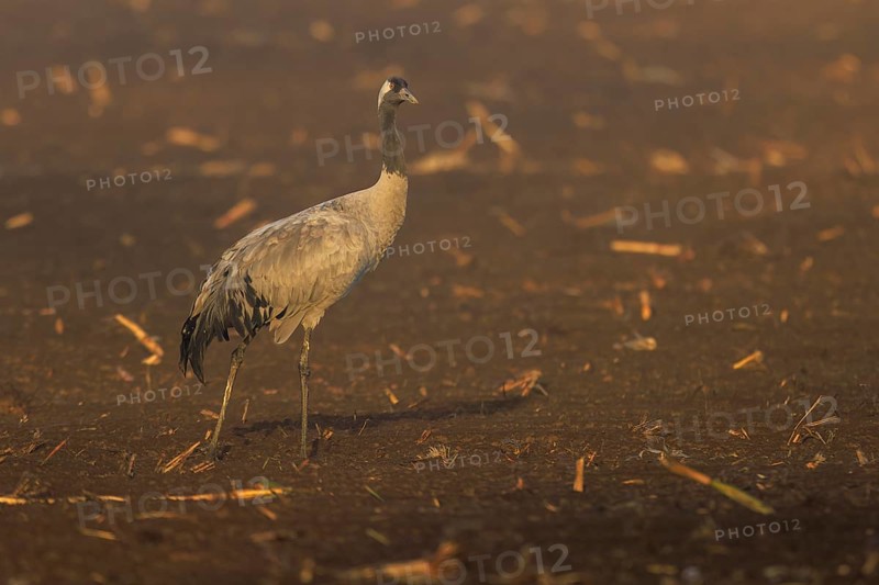 A single crane stands in fog on a brown field, crane (Grus grus) wildlife, Western Pomerania Lagoon Area National Park, Zingst, Mecklenburg-Western Pomerania, Germany