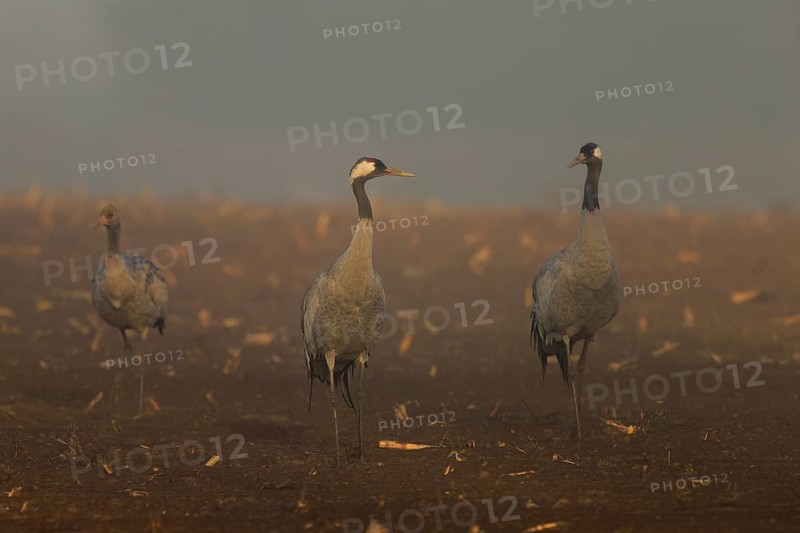Three cranes in a field in foggy morning light, Crane (Grus grus) wildlife, Western Pomerania Lagoon Area National Park, Zingst, Mecklenburg-Western Pomerania, Germany