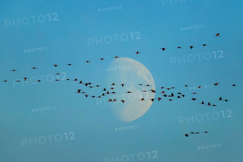 A large group of birds flying in front of a crescent in the blue sky, Crane (Grus grus) wildlife, Western Pomerania Lagoon Area National Park, Zingst, Mecklenburg-Western Pomerania, Germany