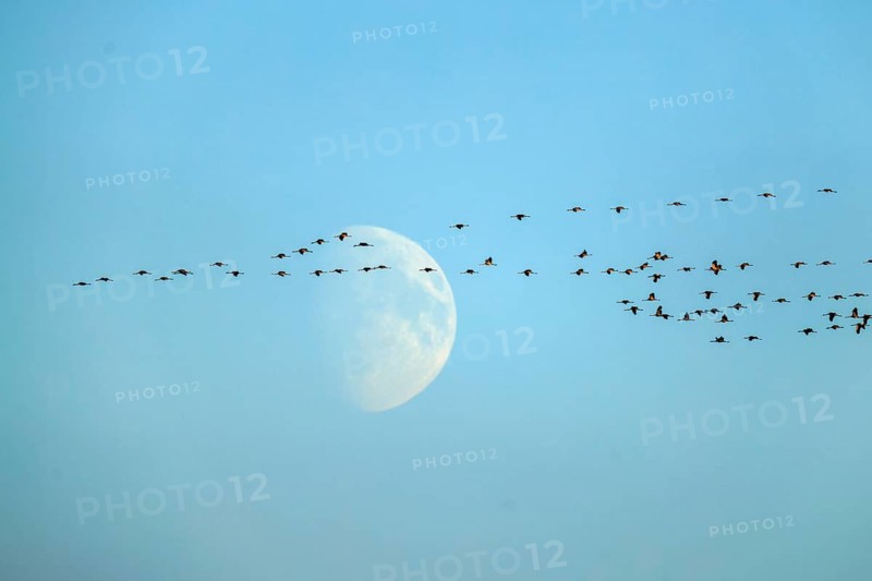 Swarm of cranes flying in the sky against a large moonbackdrop, crane (Grus grus) wildlife, Western Pomerania Lagoon Area National Park, Zingst, Mecklenburg-Western Pomerania, Germany